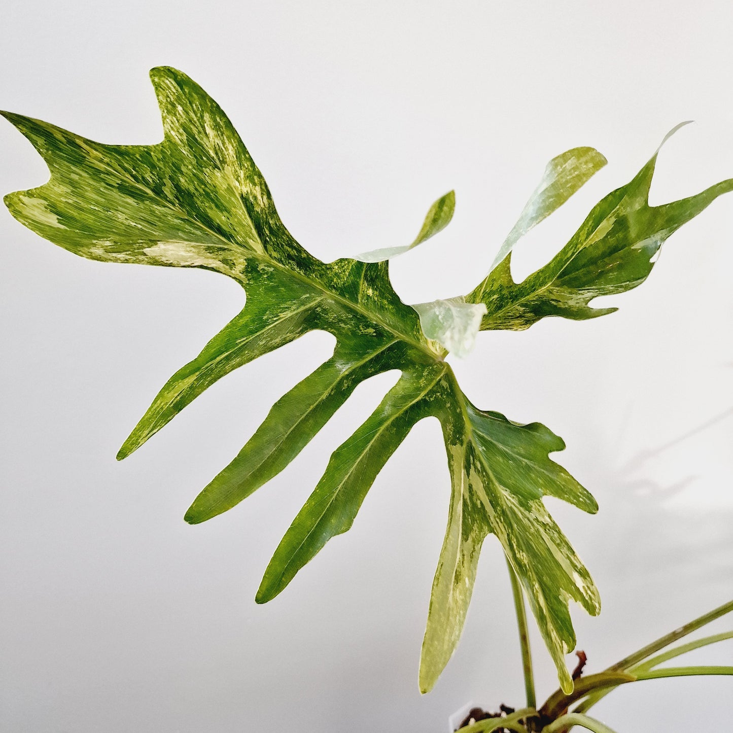 Thaumatophyllum Adamantinum Variegated Houseplant 12cm pot