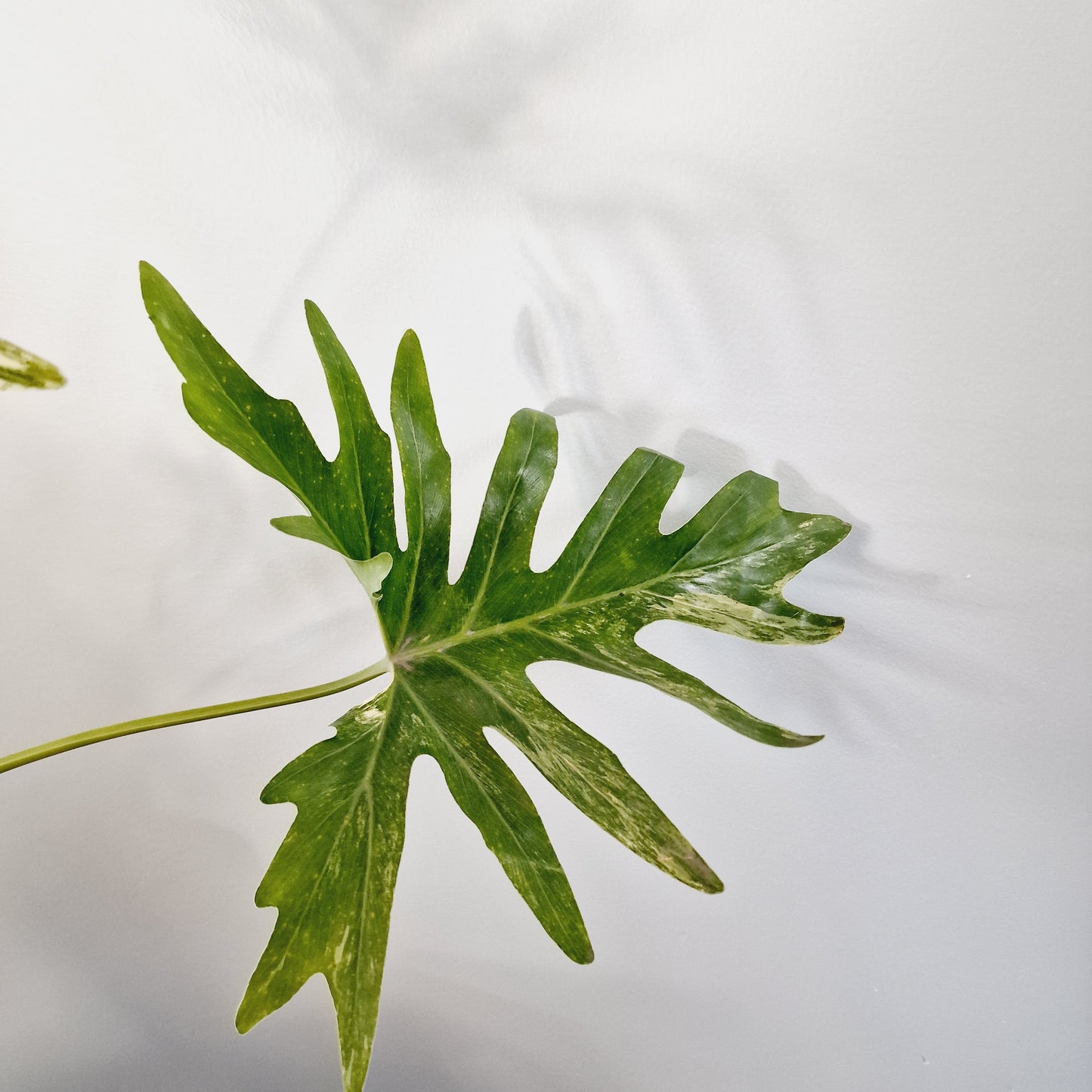 Thaumatophyllum Adamantinum Variegated Houseplant 12cm pot