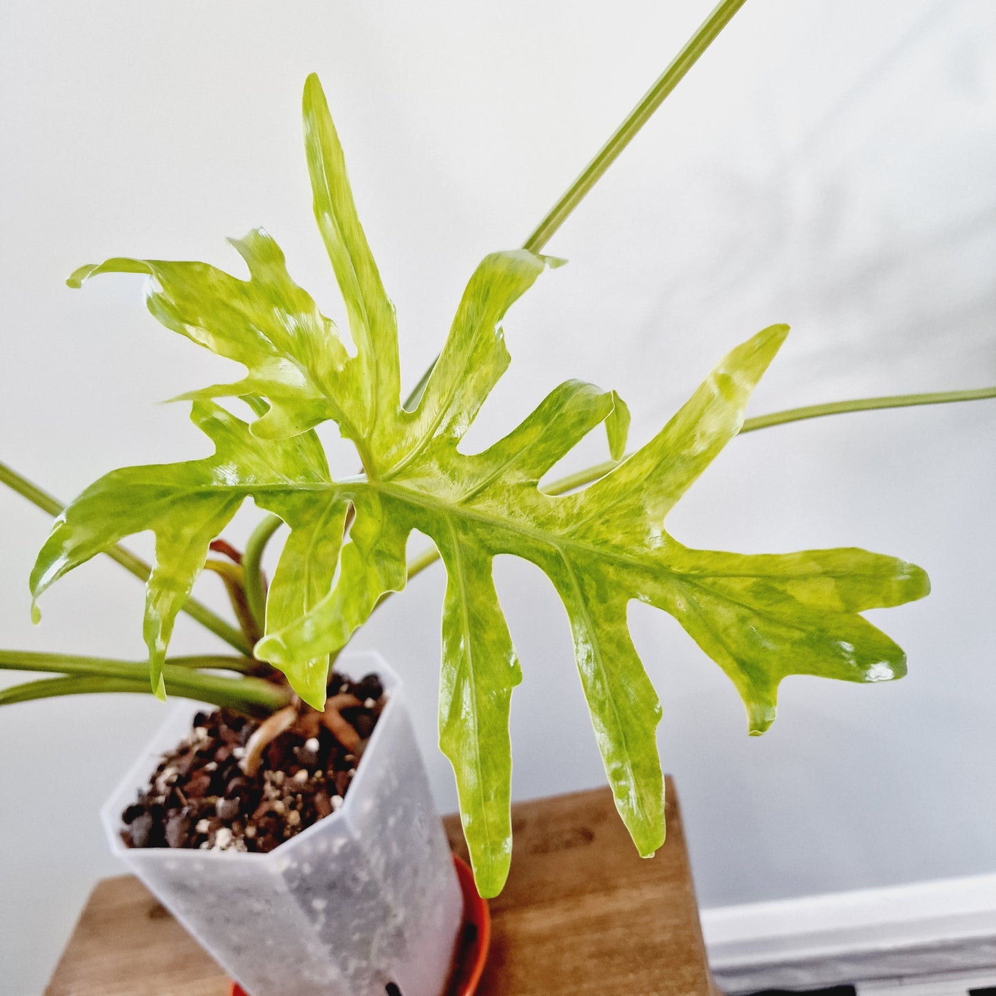 Thaumatophyllum Adamantinum Variegated Houseplant 12cm pot