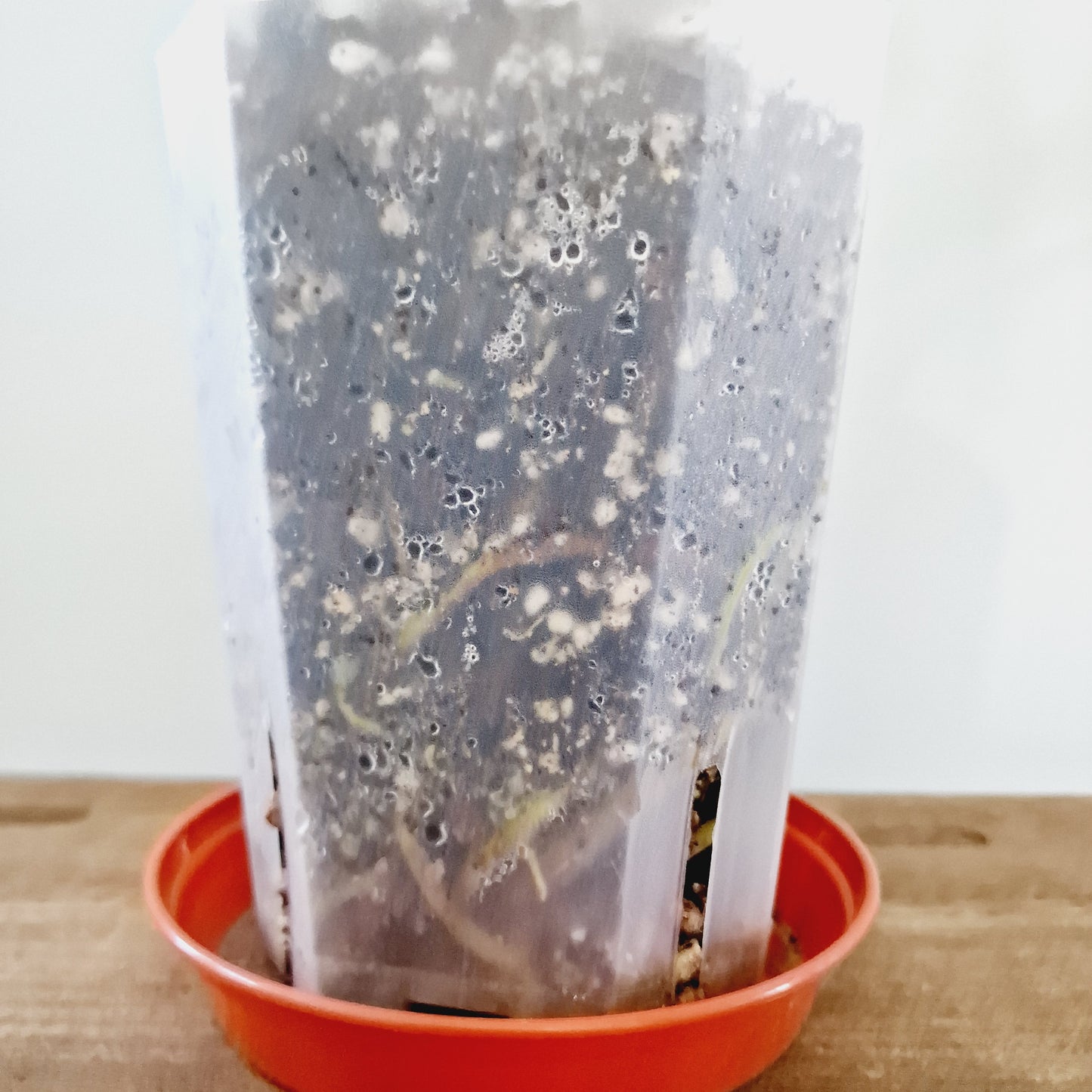 Thaumatophyllum Adamantinum Variegated Houseplant 12cm pot