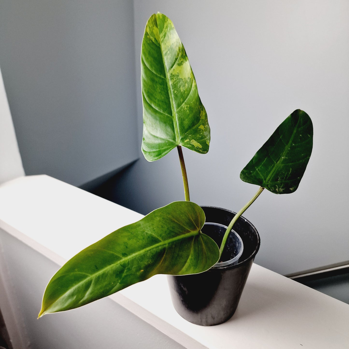 Philodendron Whipple Way Rooting Cutting