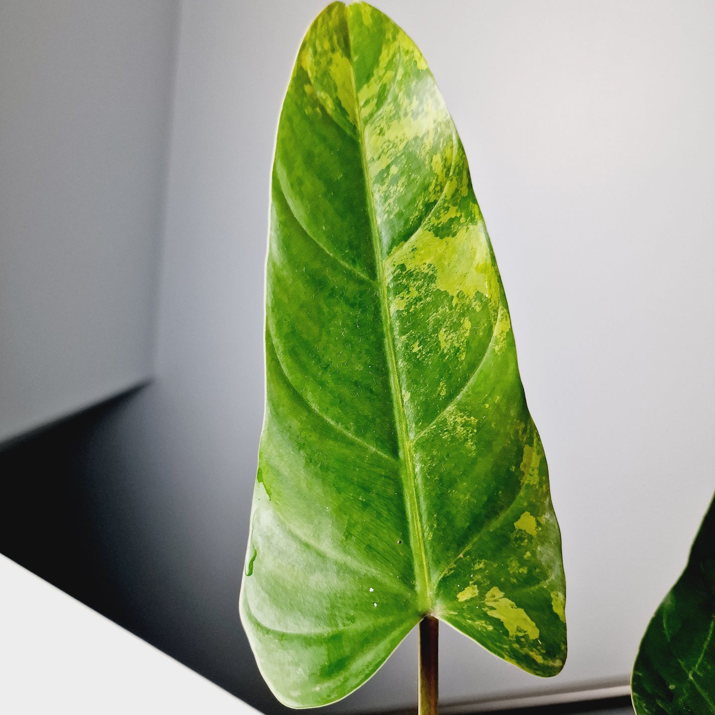 Philodendron Whipple Way Rooting Cutting