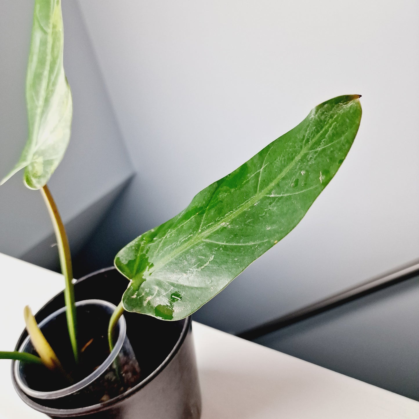 Philodendron Whipple Way Rooting Cutting