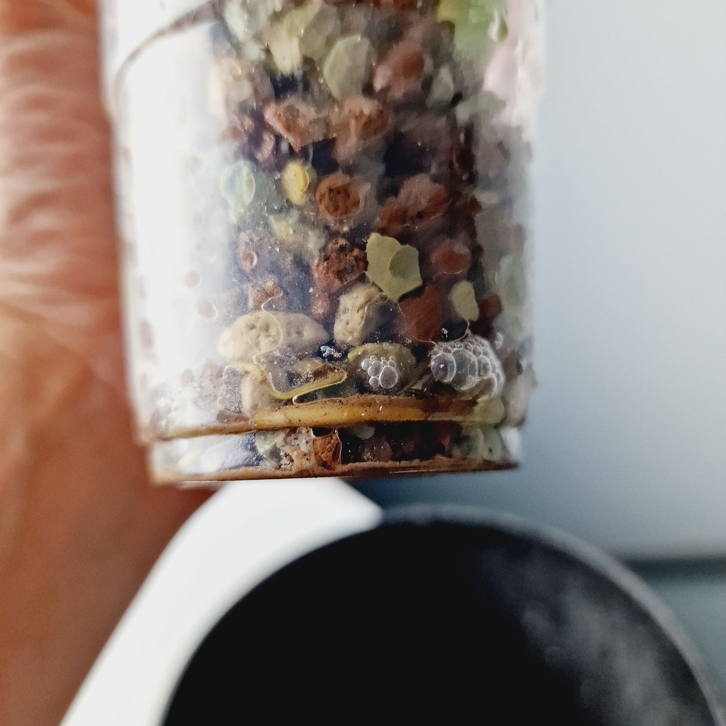 Philodendron Whipple Way Rooting Cutting