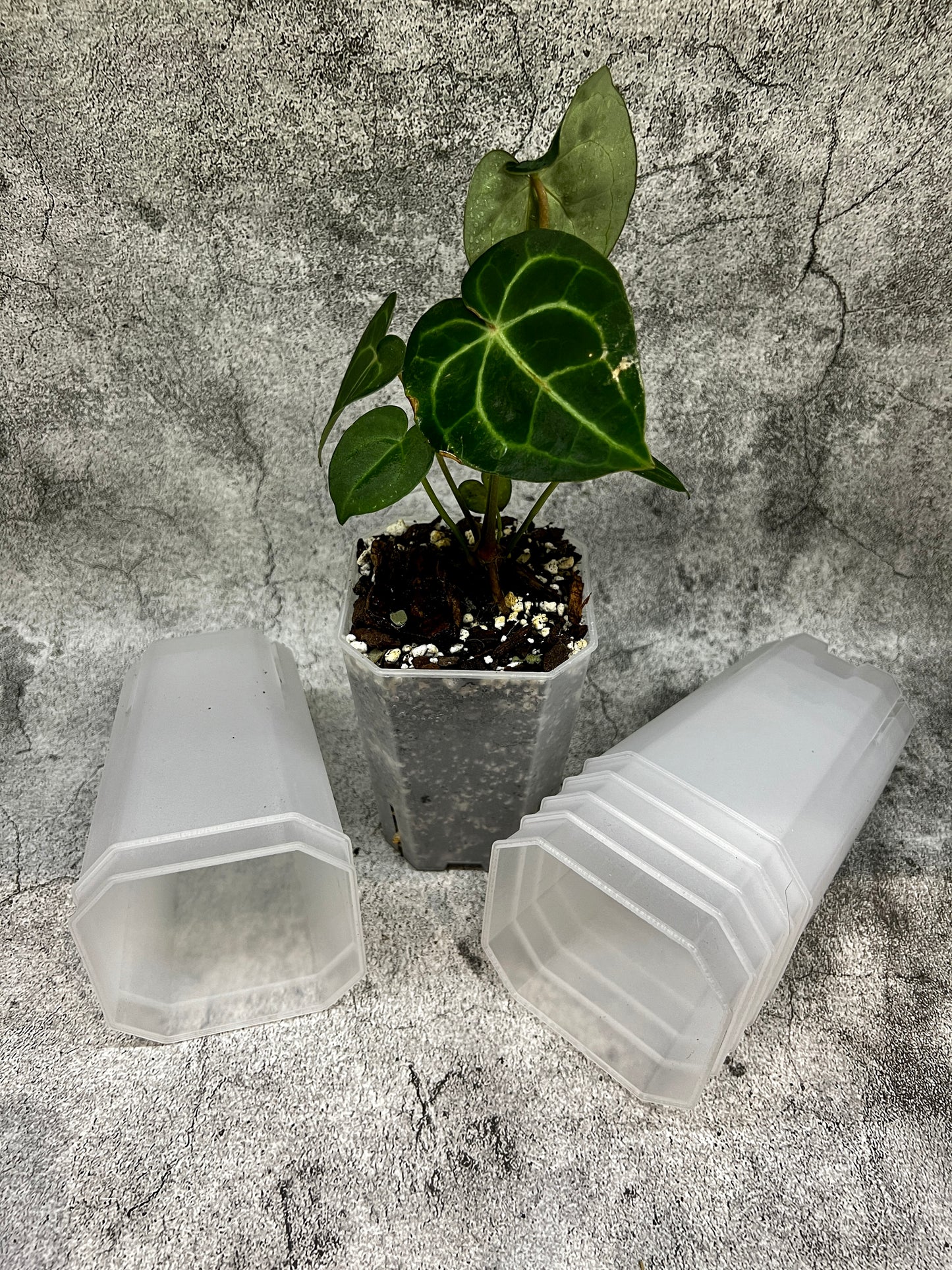 Aroid Tower Pots 9cm