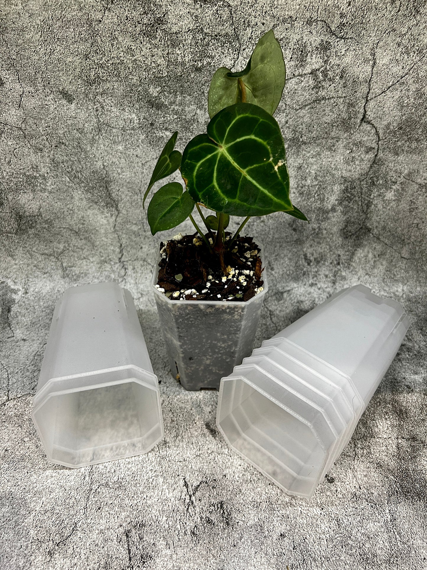 Aroid Tower Pots 9cm