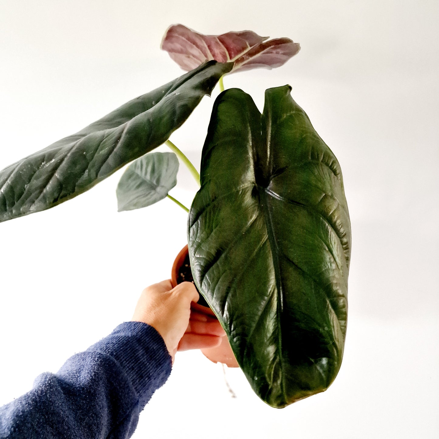 Alocasia Green Unicorn Houseplant 14cm pot