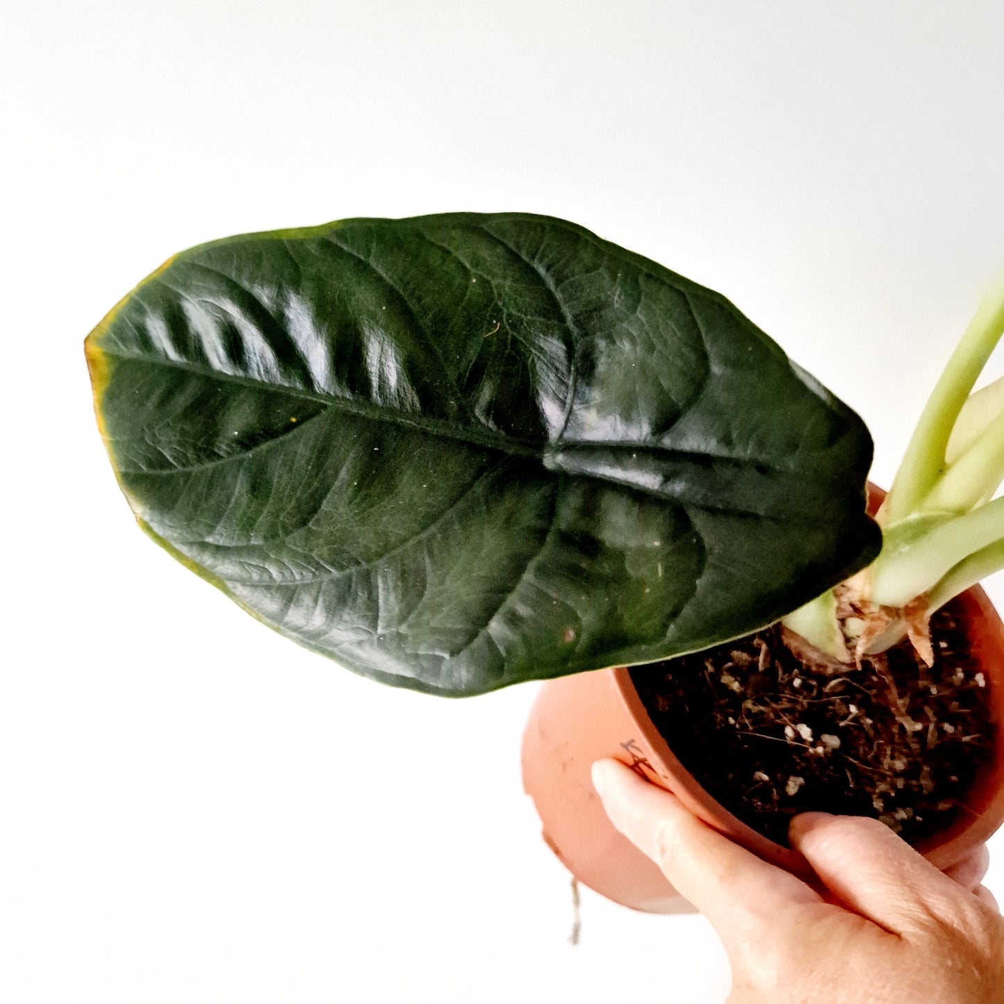 Alocasia Green Unicorn Houseplant 14cm pot