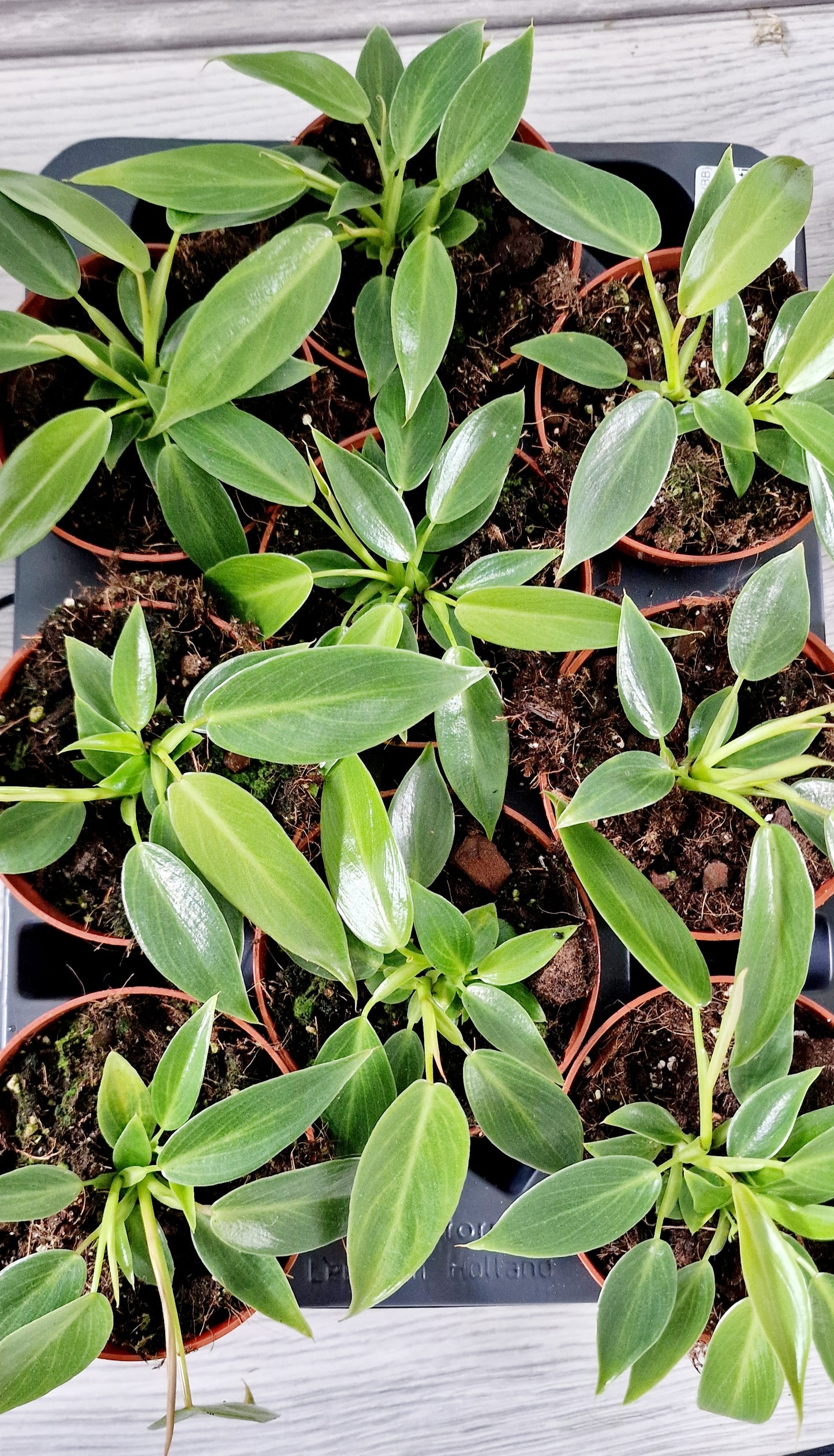Philodendron Spiritus Sancti 2 Houseplants in each 10.5cm pot