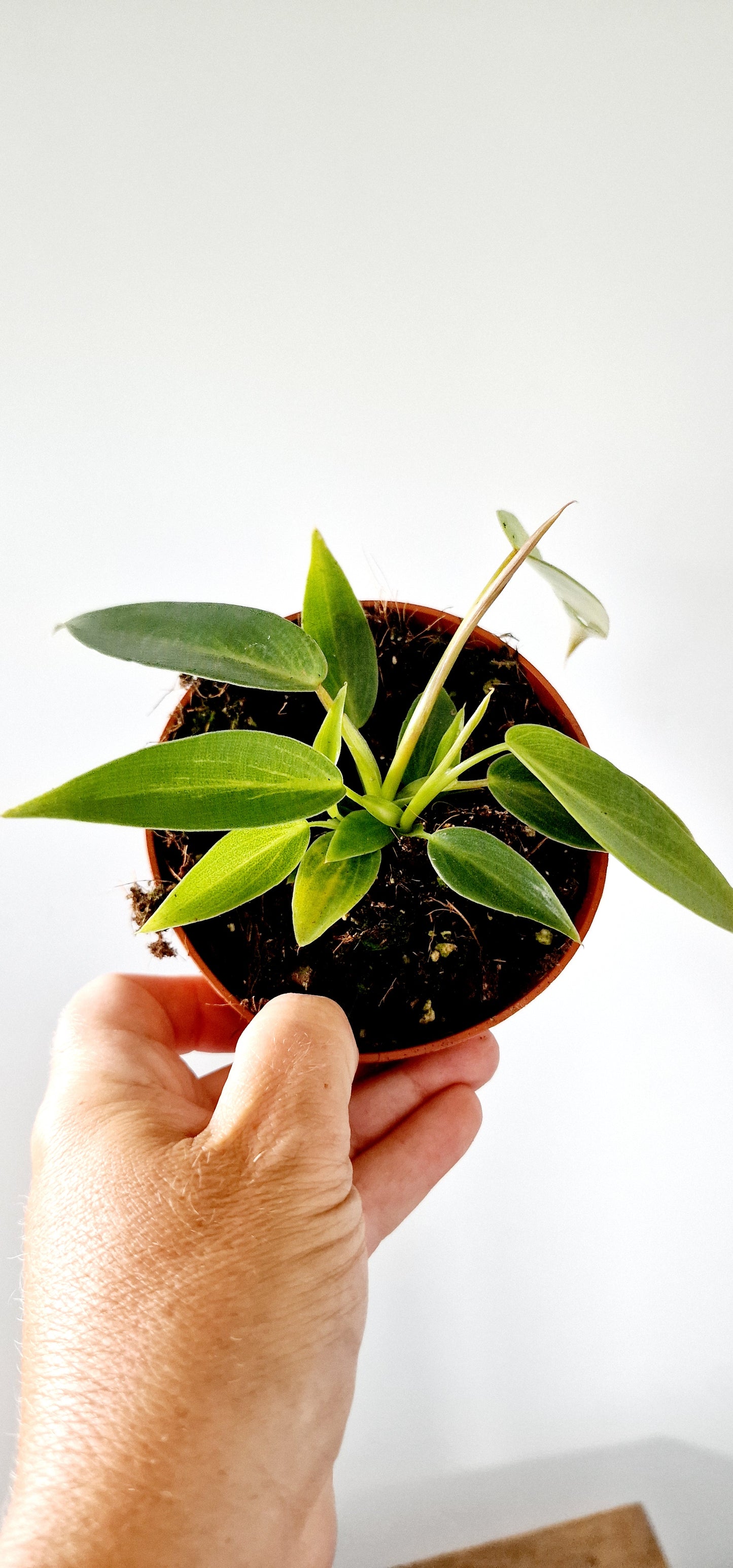 Philodendron Spiritus Sancti 2 Houseplants in each 10.5cm pot