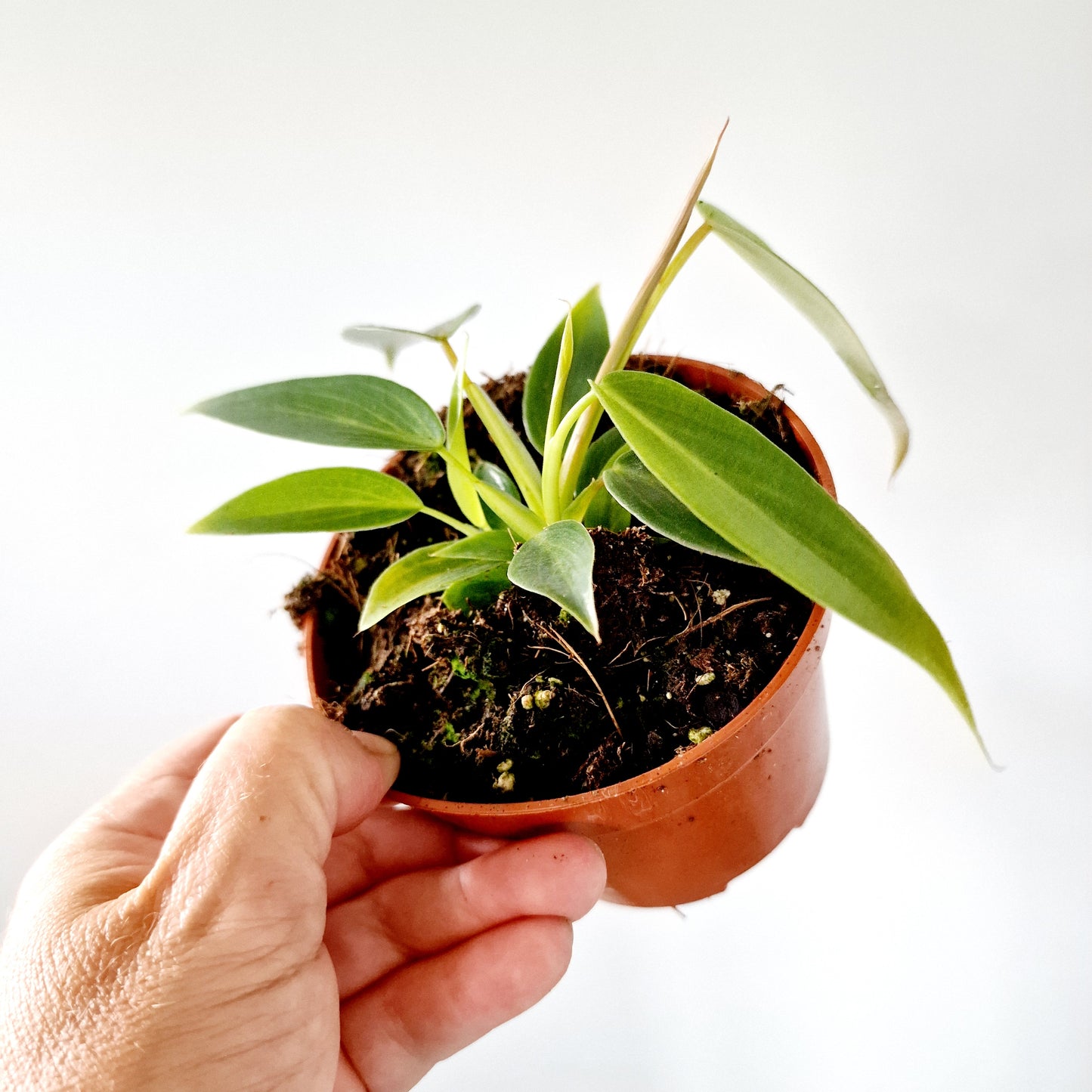 Philodendron Spiritus Sancti 2 Houseplants in each 10.5cm pot