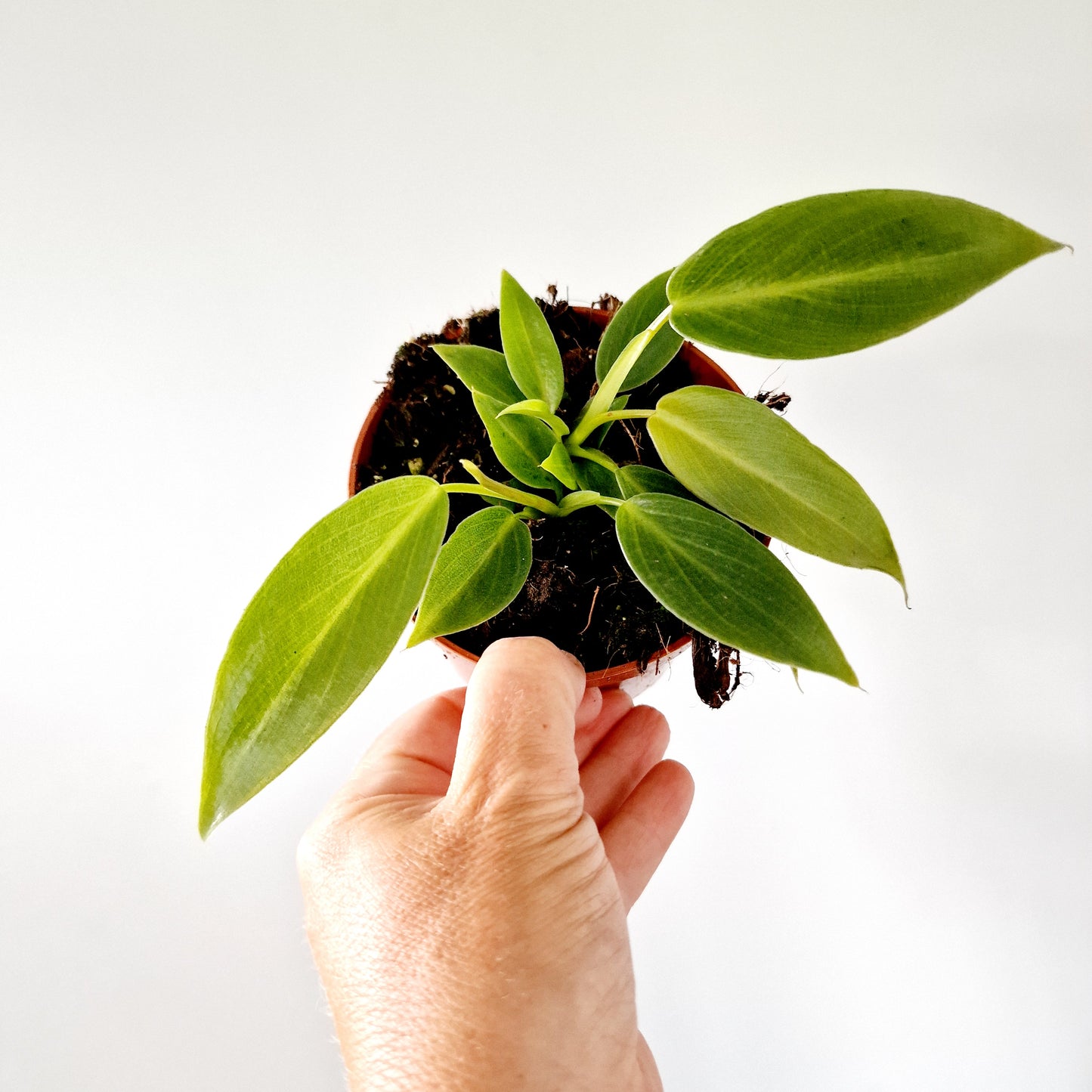 Philodendron Spiritus Sancti 2 Houseplants in each 10.5cm pot