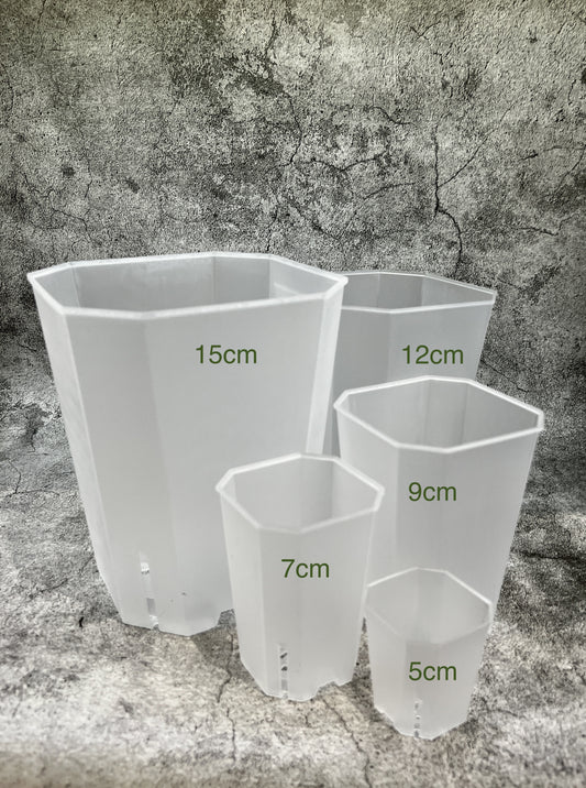Plastic Semi Transparent Tower Aroid Plant Pots - Combo Mixed Sizes