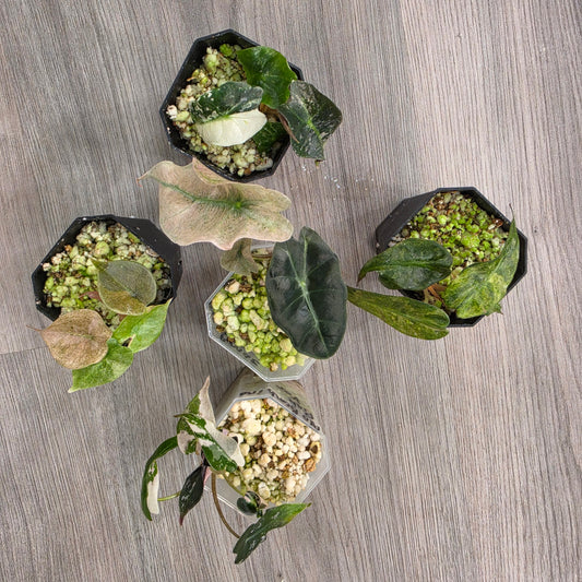 Alocasia Bundle - SEE DESCRIPTION!