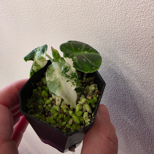 Alocasia Ninja Albo Variegated (B1)
