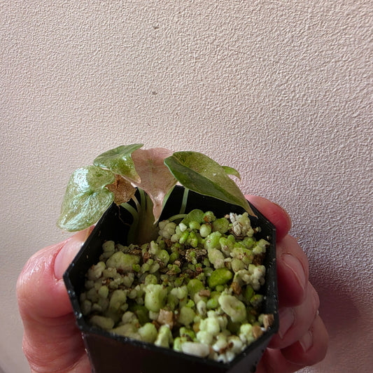 Alocasia Cuprea Mint Pink Var (B1)
