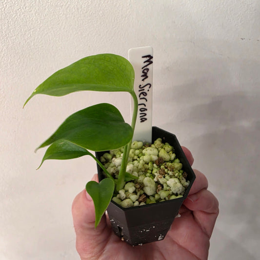 Monstera Sierrana (B6)