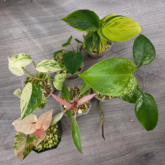 🌿 THE ULTIMATE MIXED PLANT - SEE DESCRIPTION