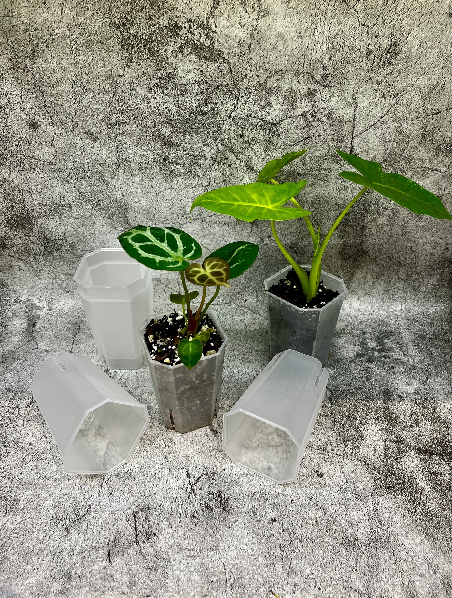 Aroid Tower Pots 7cm