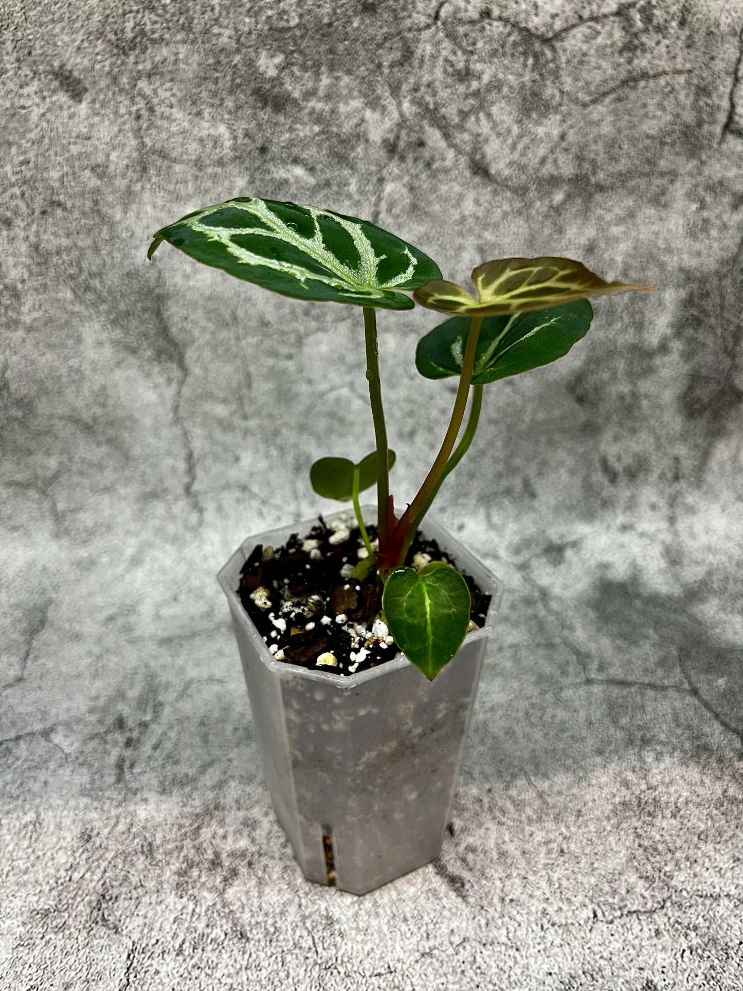 Aroid Tower Pots 7cm