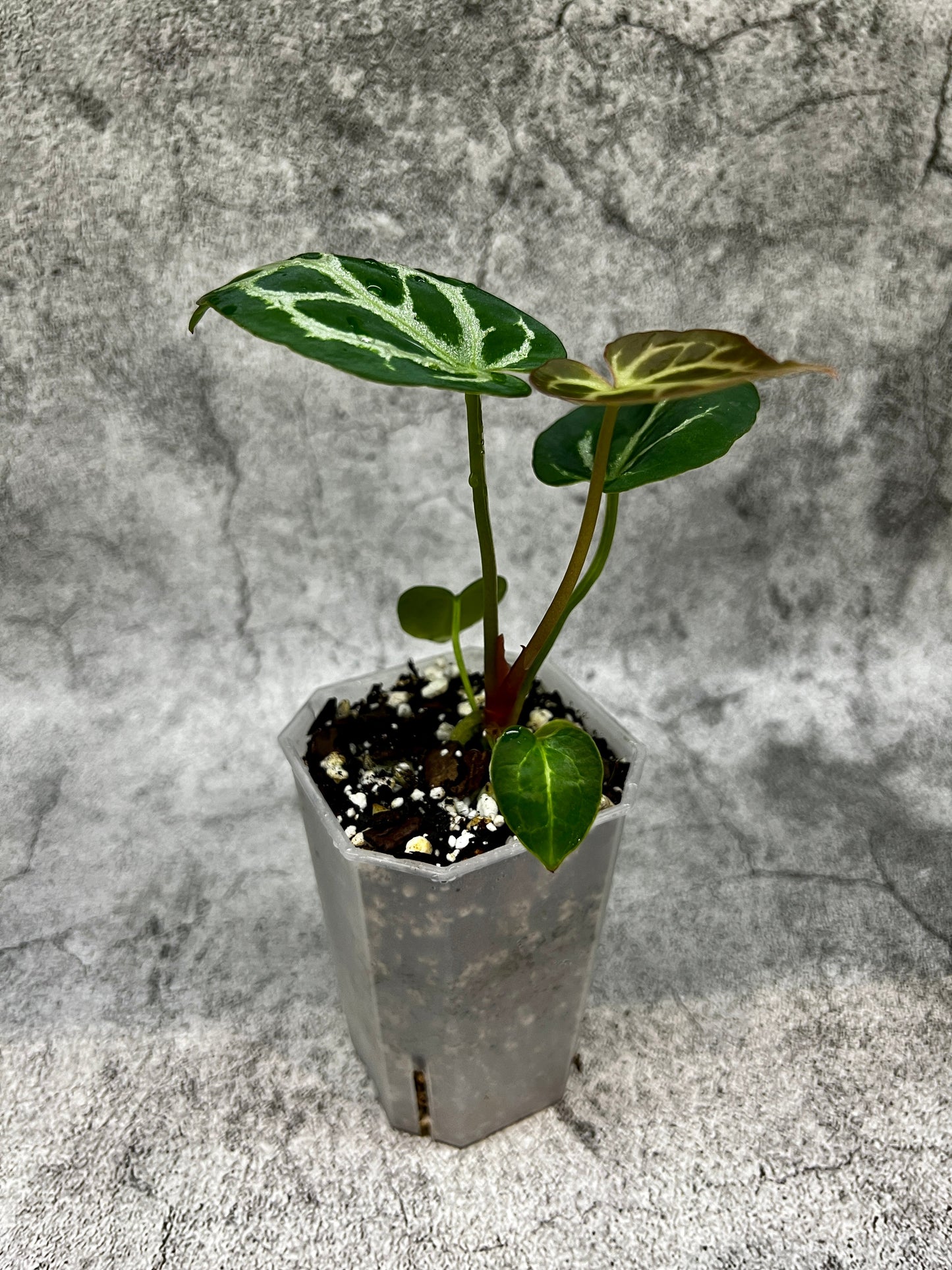 Aroid Tower Pots 7cm