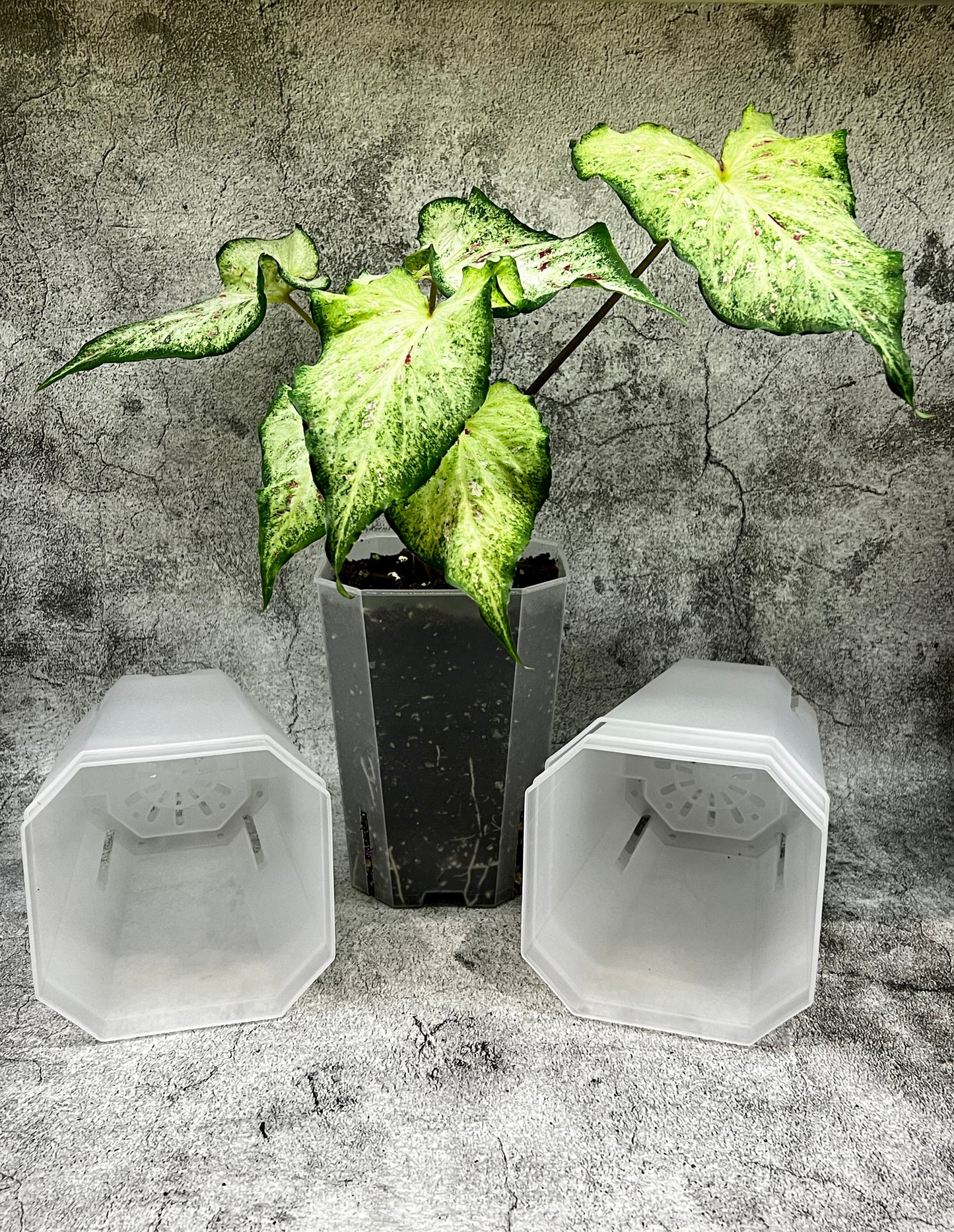 Aroid Tower Pots 12cm