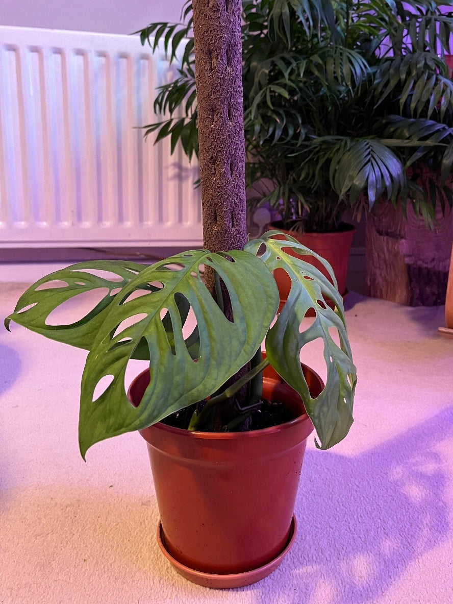 Kratiste Biobased Bark Effect 45cm x 4cm Climbing Pole and connectors- clicks to be purchased separately