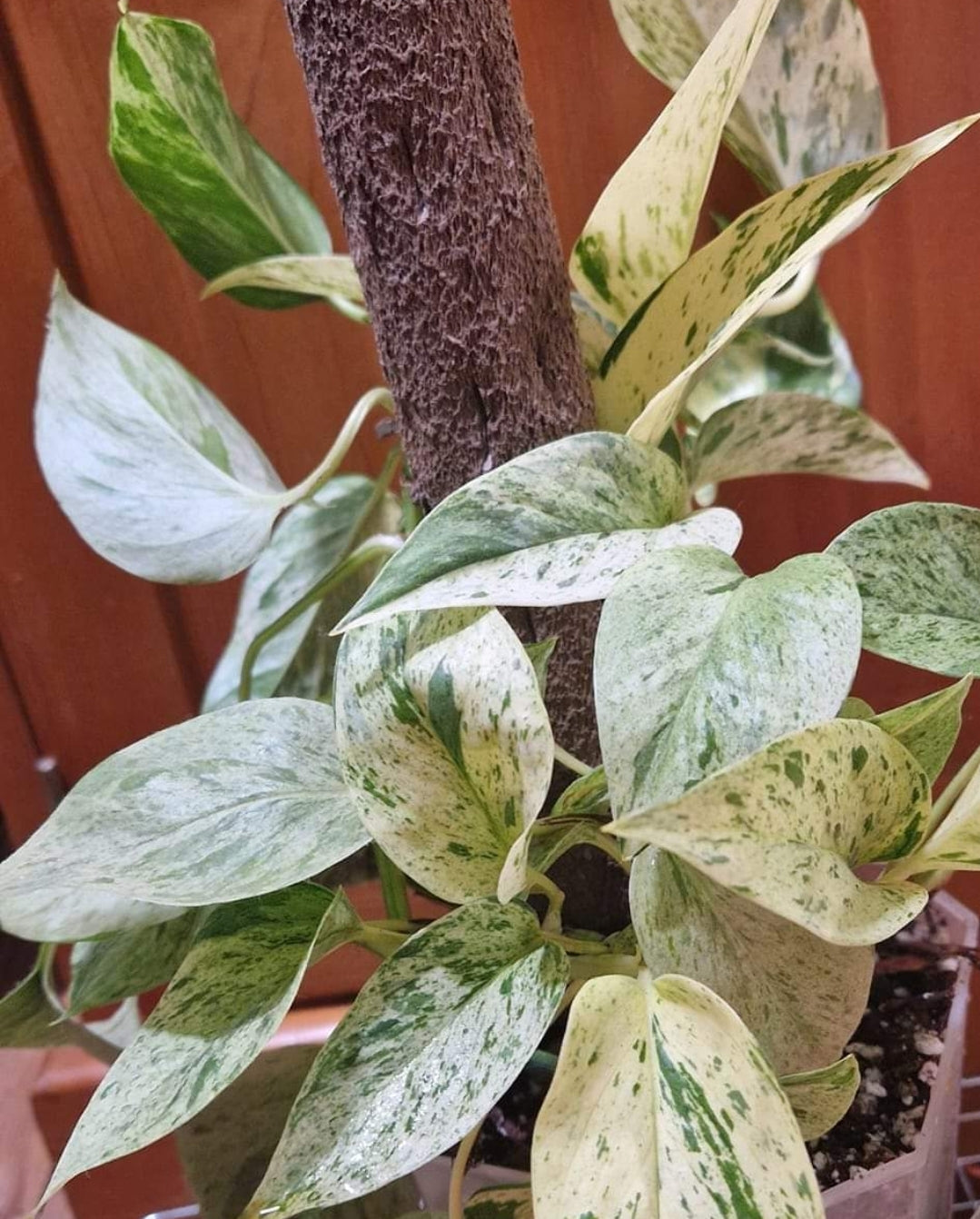 Kratiste Biobased Bark Effect 45cm x 4cm Climbing Pole and connectors- clicks to be purchased separately