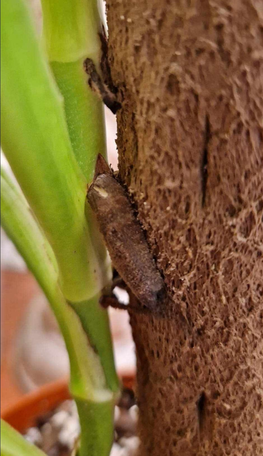 Kratiste Biobased Bark Effect 45cm x 4cm Climbing Pole and connectors- clicks to be purchased separately