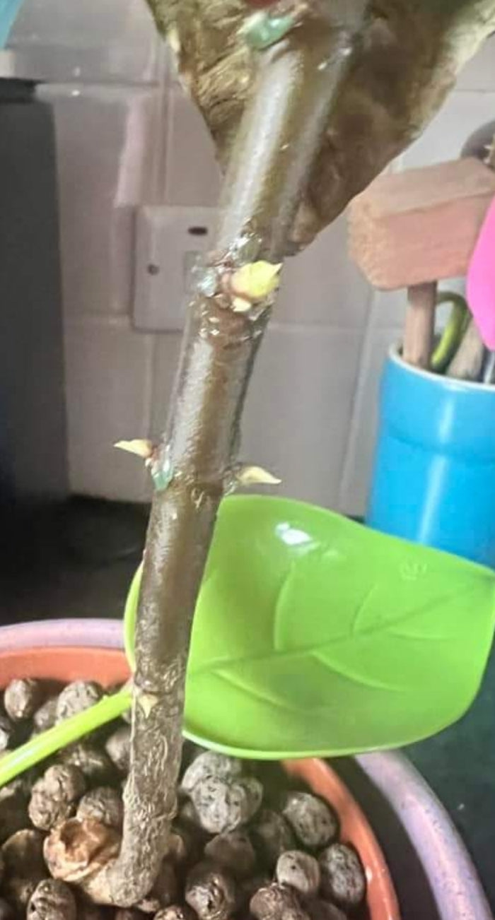 keiki paste philodendron Keiki Paste for Activating Plant Growth