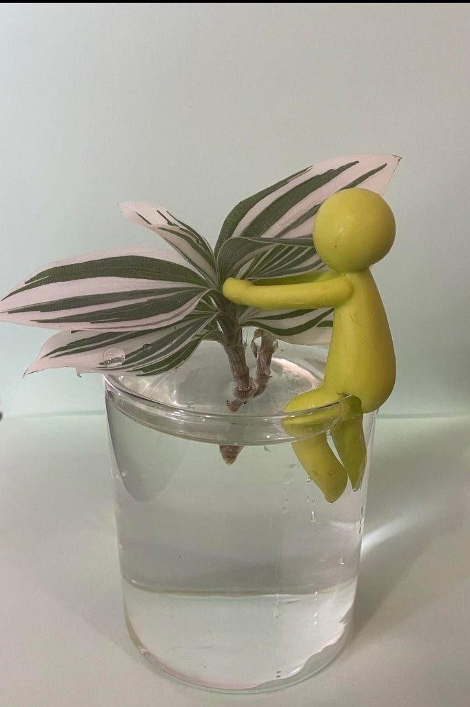 Plant Propogation Buddy Stem / Cutting Holder