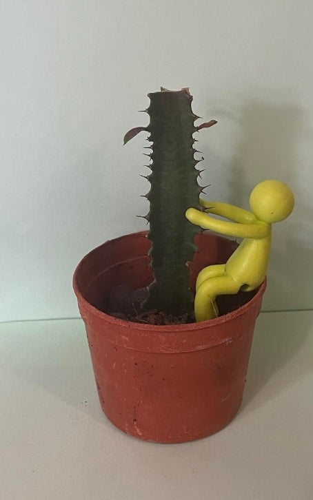 Plant Propogation Buddy Stem / Cutting Holder