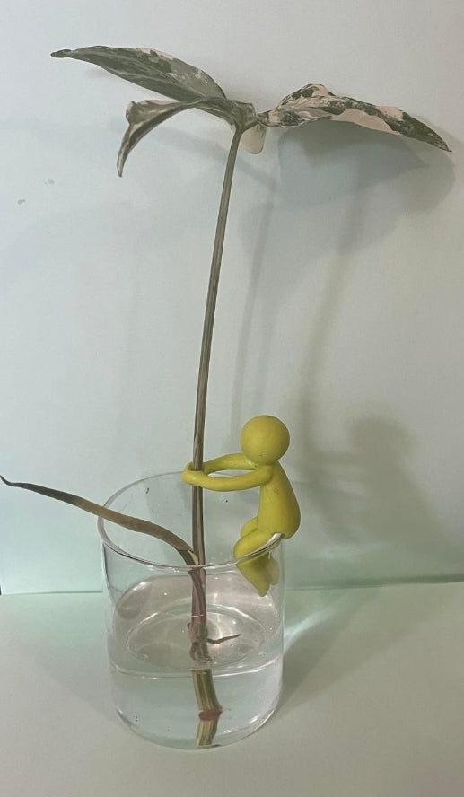 Plant Propogation Buddy Stem / Cutting Holder