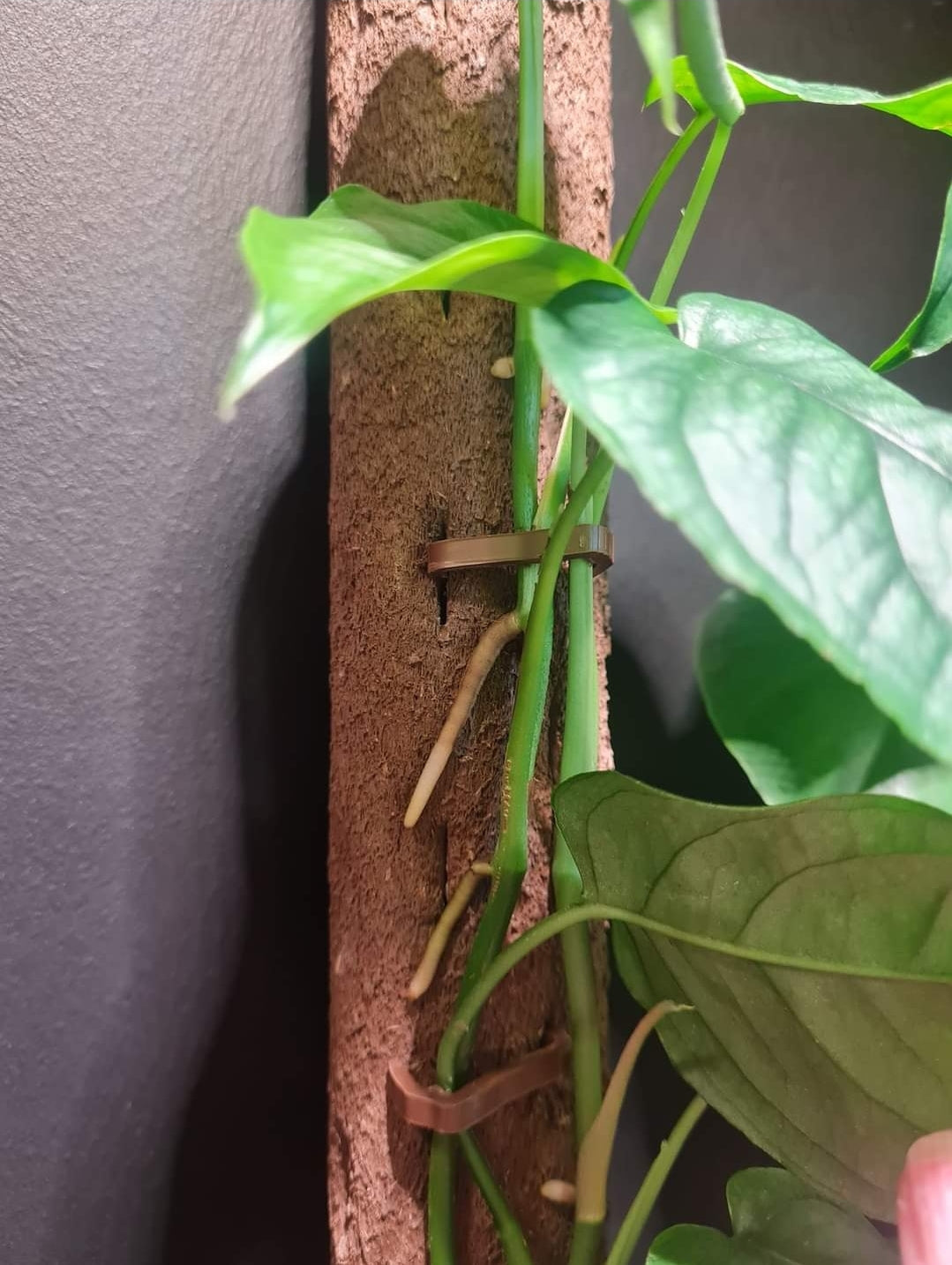 Kratiste Biobased Bark Effect 45cm x 4cm Climbing Pole and connectors- clicks to be purchased separately