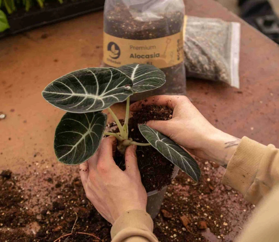 SYBASoil Alocasia Soil Substrate 5ltr