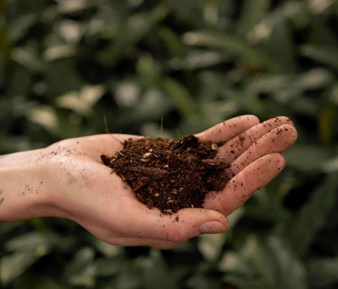 SYBASoil Alocasia Soil Substrate 5ltr