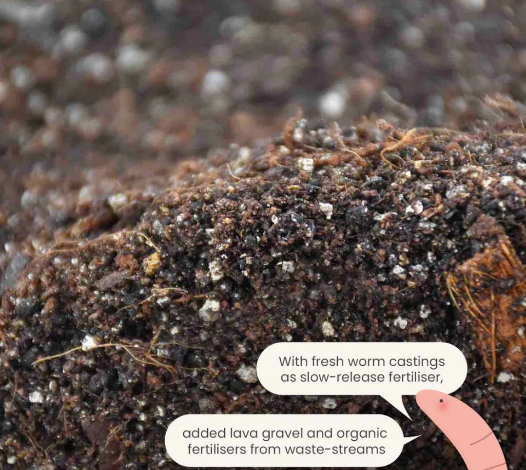 SYBASoil Alocasia Soil Substrate 5ltr