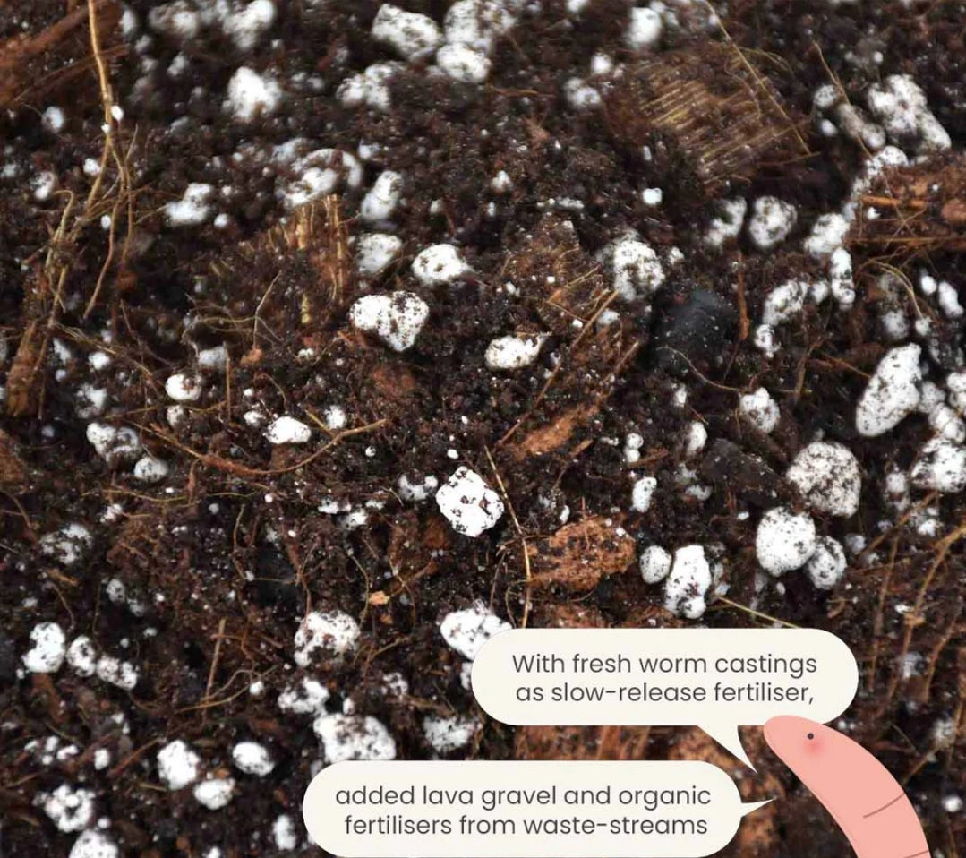 SYBASoil Premium Aroid Soil Substrate 5ltr (Monstera, Philodendron, Pothos, Aglaonema)