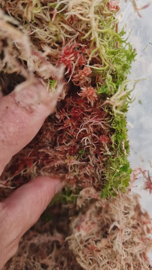 Live fresh Sphagnum Pink and Green Moss - 250g, 500g + 1kg
