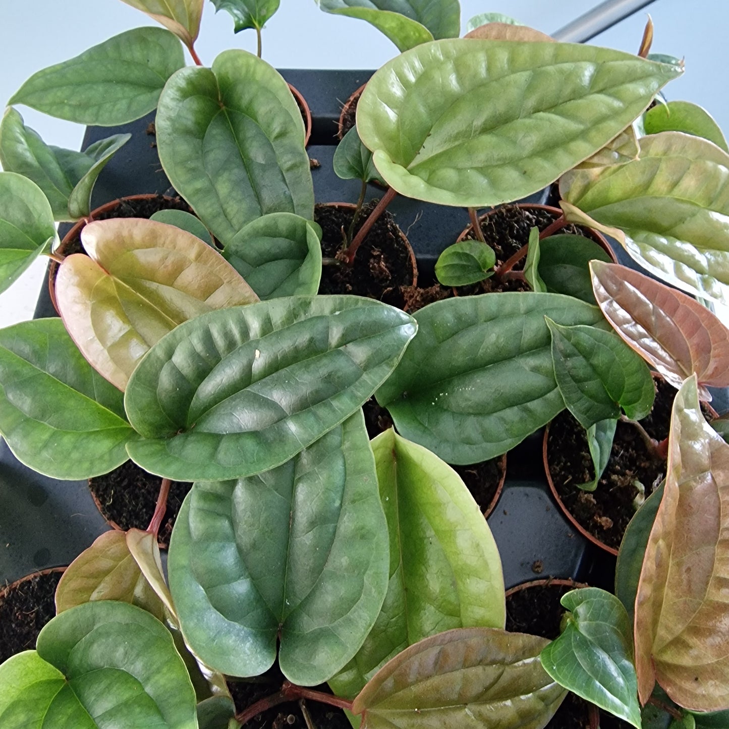 Anthurium Luxurians x Radicans Rare Houseplant 6cm pot