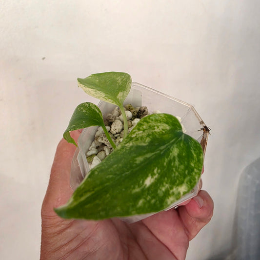 Monstera Mint China’s Version – Exact Plant No. 7 - See Description