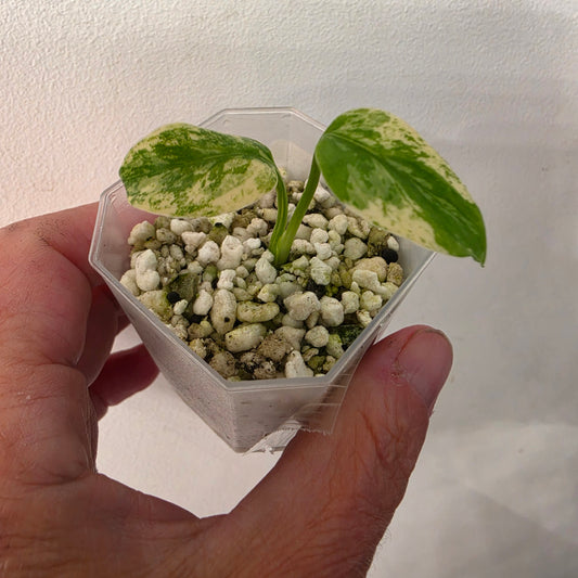 Monstera Mint China’s Version – Exact Plant No. 4 - See Description