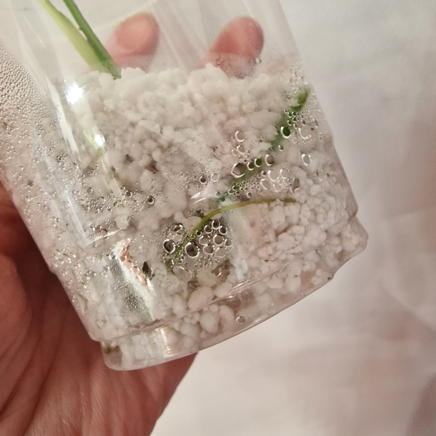 Pre-order Monstera Bulbasaur – Young TC Plantlet Exact Plant (1-15)