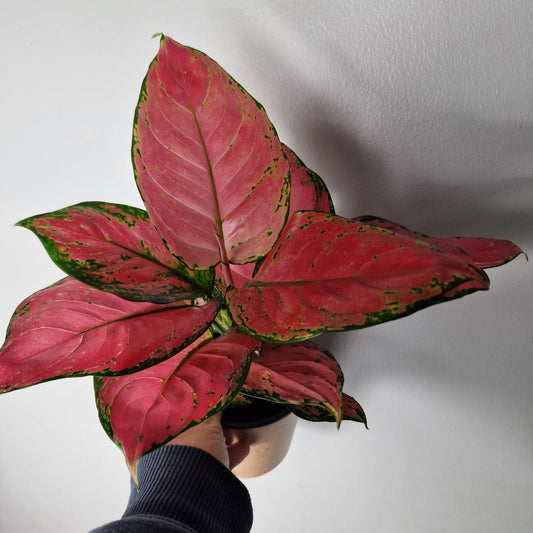 Aglaonema ‘Red Beauty’ – 12cm Pot