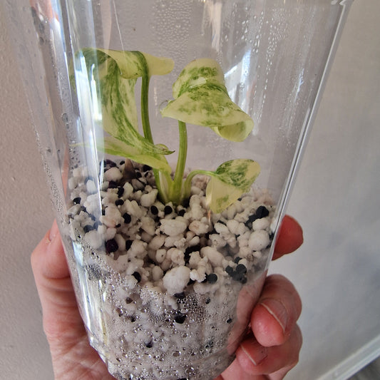 Monstera Legacy – Young Exact TC Plant (#3)