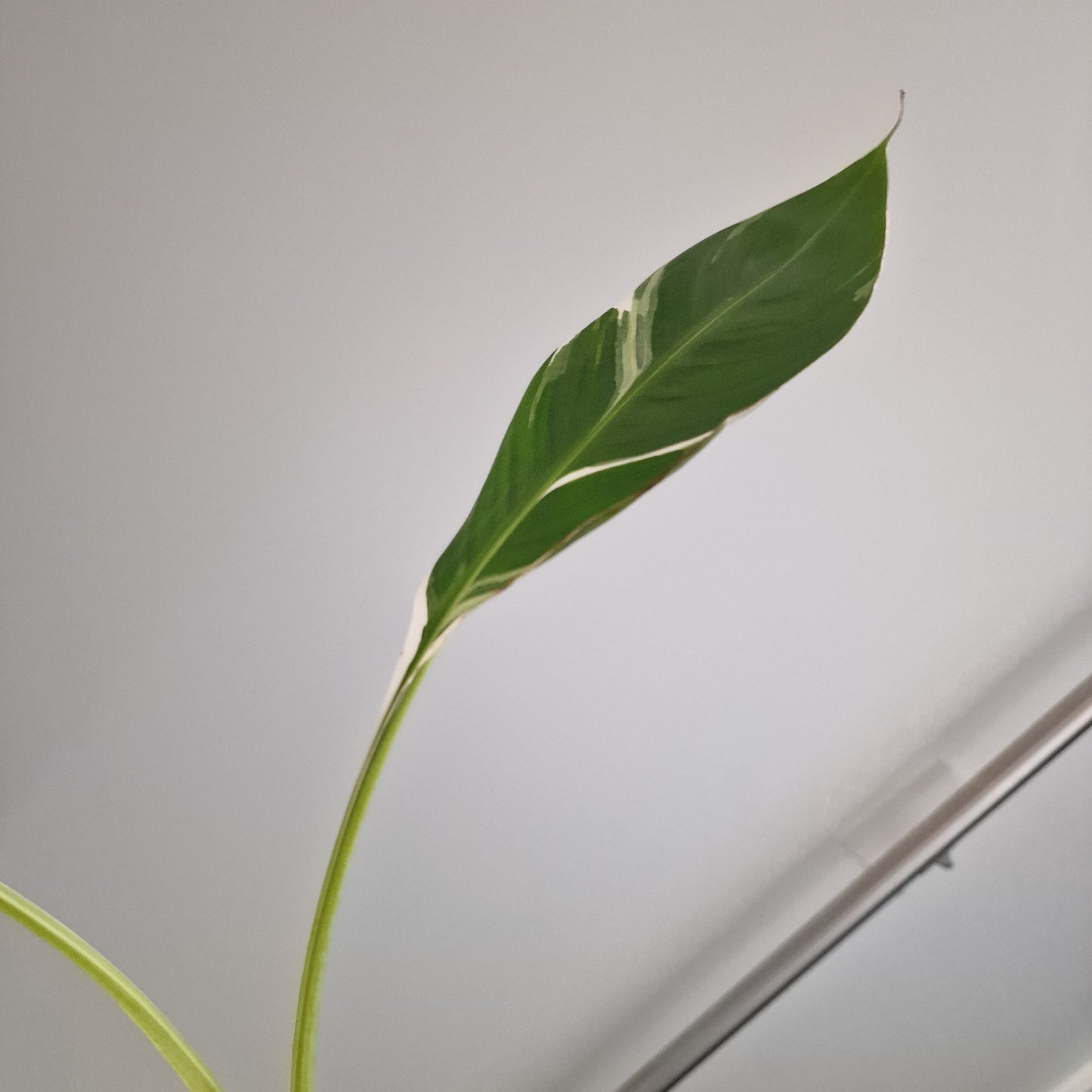 Musa Florida Rare Houseplant approx 40cm tall 10.5cm pot (8)