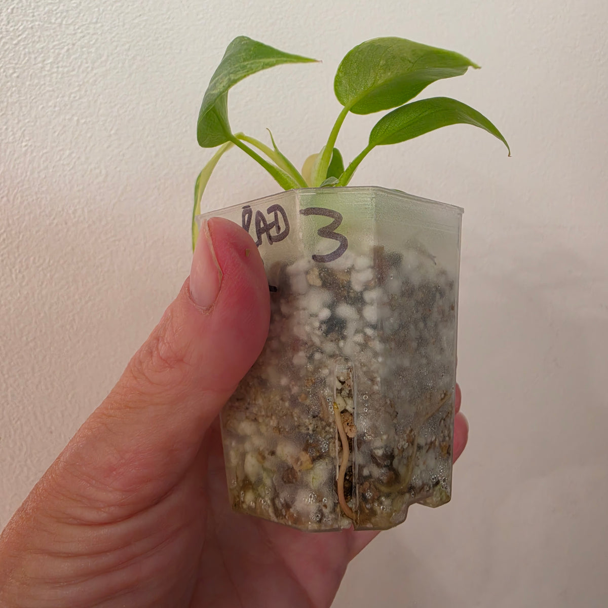 Philodendron Radiatum Variegatum – Exact Plant #3