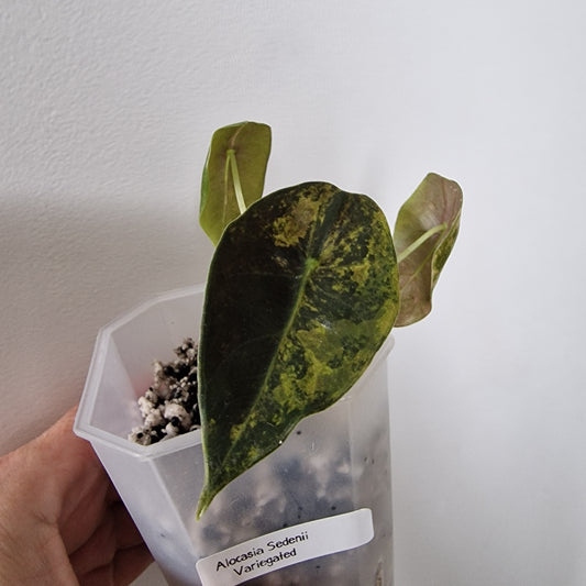 Alocasia Sedenii Variegated – Exact Plant (#2)