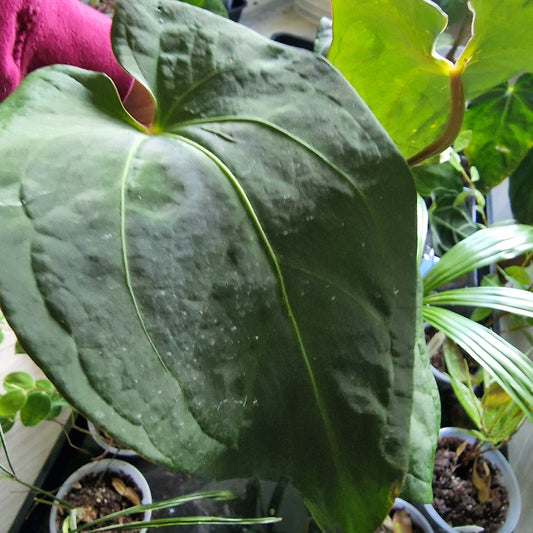 Ecuagenera Rehab Anthurium NoID