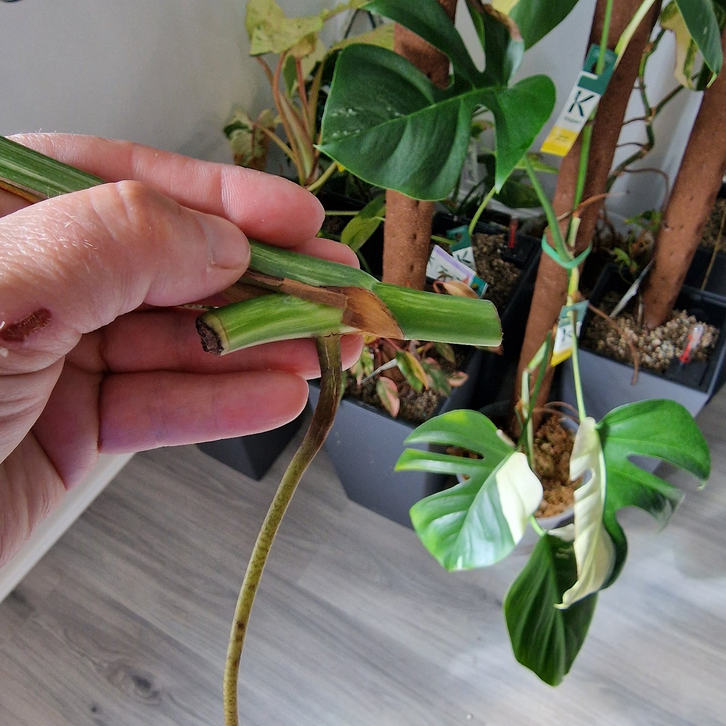 Monstera Albo Middle Cutting